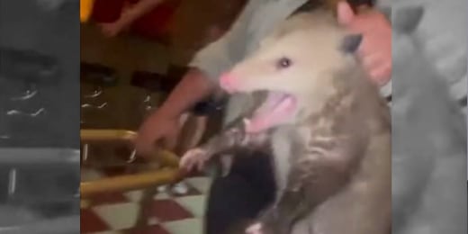 Werewolf & Other Weirdos Captured On Trail Cam Werewolf & Other Weirdos Captured On Trail Cam