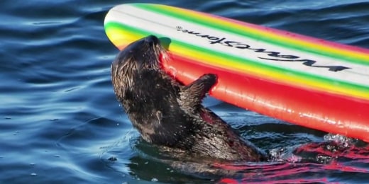 1689218072033 now topstory seaotter california 230712 1920x1080