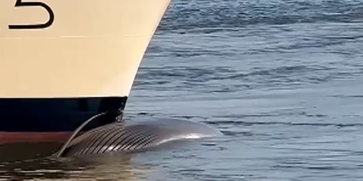 kilda cruises orca