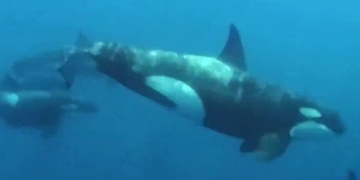 1726798243505 now topstory killer whale attacks 240919 1920x1080 u8e3rz