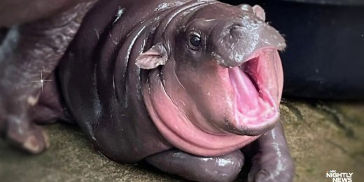 1727391987054 nn jma moo deng baby pygmy hippo 240926 1920x1080 r0ci14