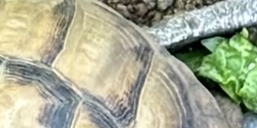 Tortoises found safe in Indiana