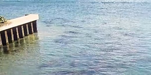 Record number of manatees spotted in Florida lagoon插图1