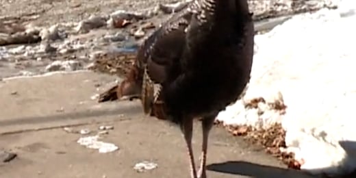 Wild turkeys terrorize Wisconsin town插图1