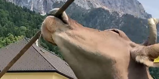 Cow in Austria uses broom to scratch herself插图1
