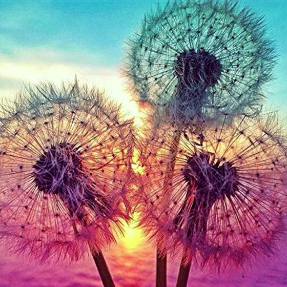Topwoozu Dandelions Diamond Painting Kit
