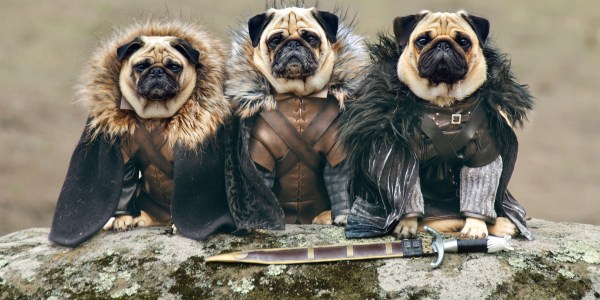 Pugs of Game of Thrones