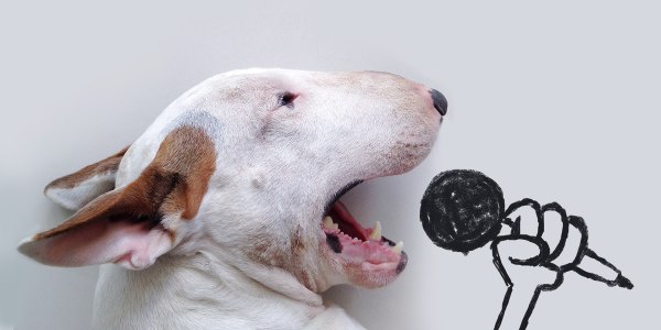 Fun photos of dog give artist new leash on life after break-up