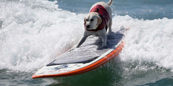 Dogs take to the waves