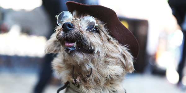 Bow-wowza! Costumed dogs on parade