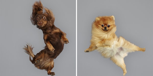Up, pup, and away! Photographer lets leaping dogs fly