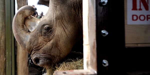 White rhinos returned to Kenya