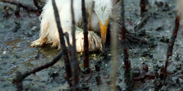 The BP spill revisited 