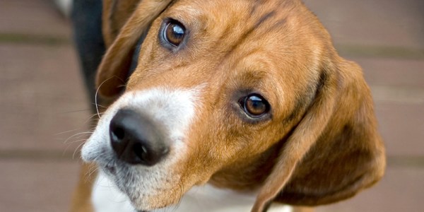 Top 10 dog breeds in America: 2011