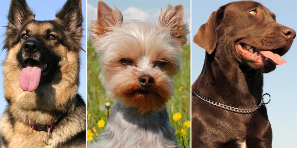 Most popular dog breeds: 2012