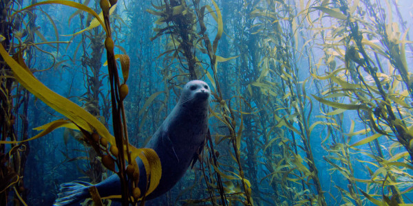 2013's top underwater shots