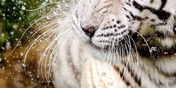 A tiger beating the heat and more amazing animal photos