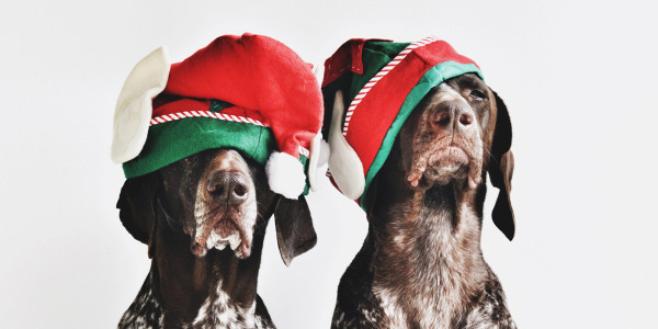Photographer captures her dignified dogs in festive poses
