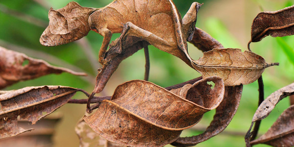 Can you find the 9 camouflaged bugs?