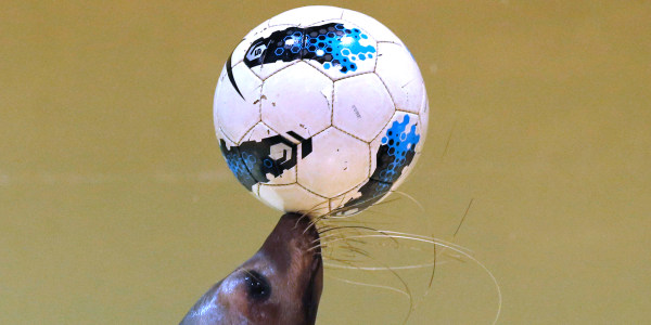 Animal Tracks: World Cup edition 