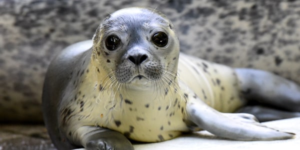 Animal Tracks: A wide-eyed seal pup and more