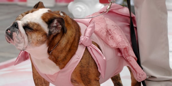 Doggie wedding wear