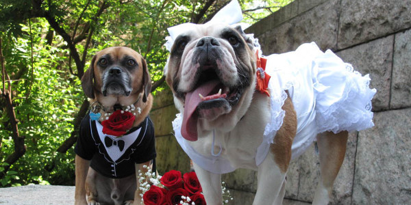 Holy muttrimony! Here are 29 photos of dog 'pawnuptials'