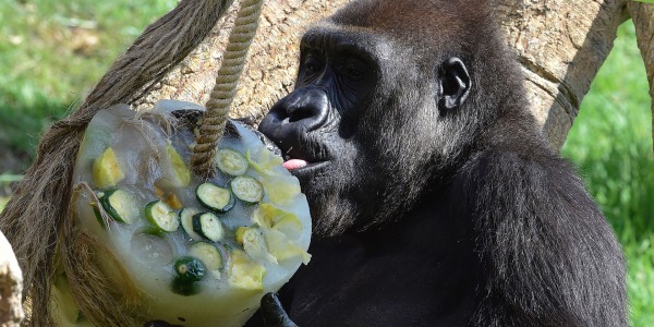 Frozen treats and more in this week's best animal pictures