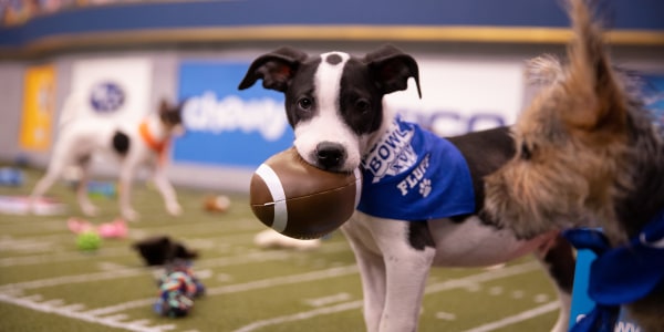 Meet the 2020 Puppy Bowl starting lineup!