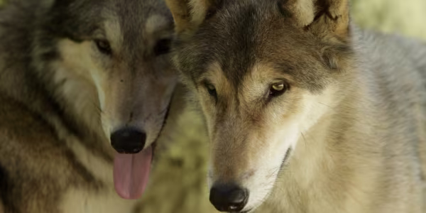 Latest Mexico zoo attraction: Narco pets 