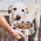 Domestic life with pet. Feeding hungry labrador retriever. Owner gives his dog bowl of granules