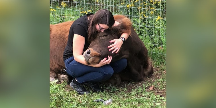 Cows have a higher body temperature than humans and their heart rate is slower, both qualities that help people relax, said farm owner Suzanne Vullers.