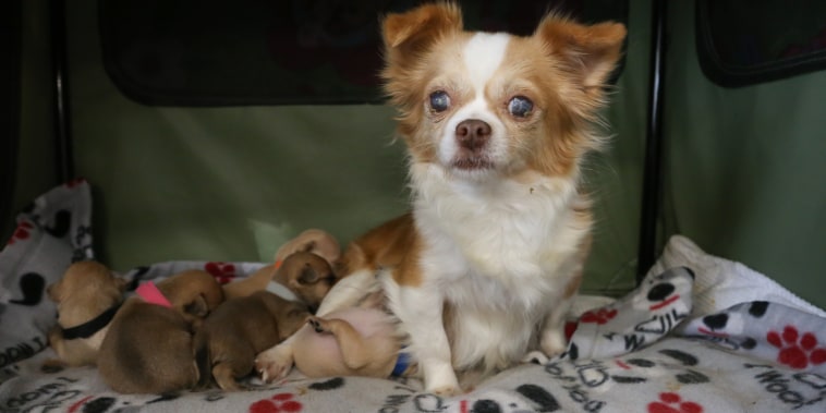 Rosa the Chihuahua and her new adopted litter.