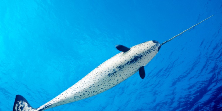 Image: A male narwhal in the ocean