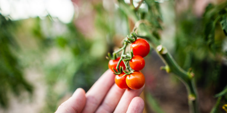 Jardinage - Cueillir une tomate cerise