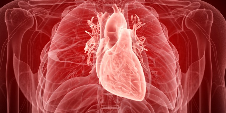 Illustration of the human heart