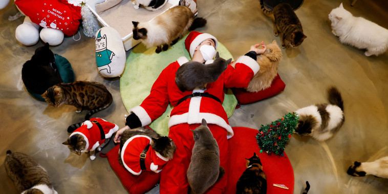 Image: An employee dressed in a Santa Claus costume plays with cats at the Catgarden in Seoul