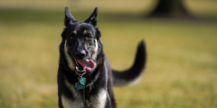 Champ and Major Biden joined the President and the first lady at the White House on Jan. 24, 2021.