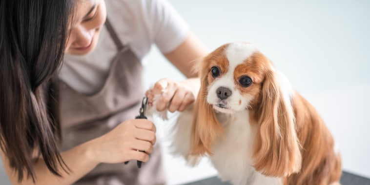 female dog groomer grooming a Cavalier King Charles Spaniel dog. Shop the 6 best dog nail clippers of 2021 from Amazon, Chewy, Walmart and more. Learn how to safely and painlessly cut your dog's nails at home.