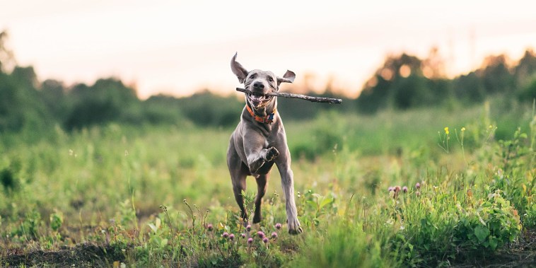 Dog running through a field with a stick in his mouth
