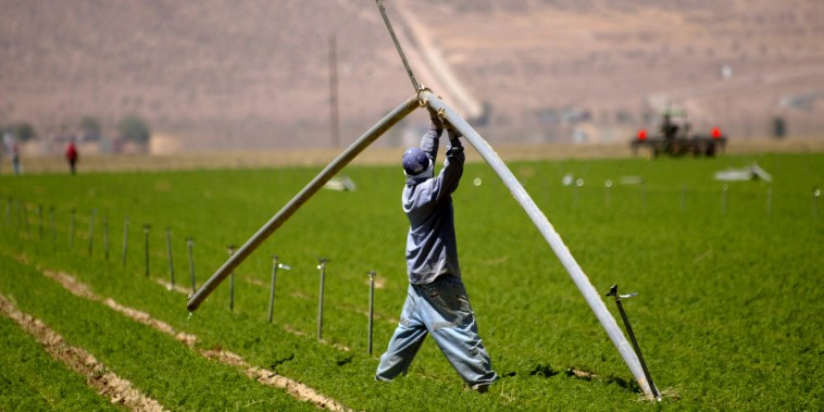 A Grimmway Farms employee moves a water pipe at one of their carrot farms in the Antelope Valley near Lancaster, Calif., in 2004.