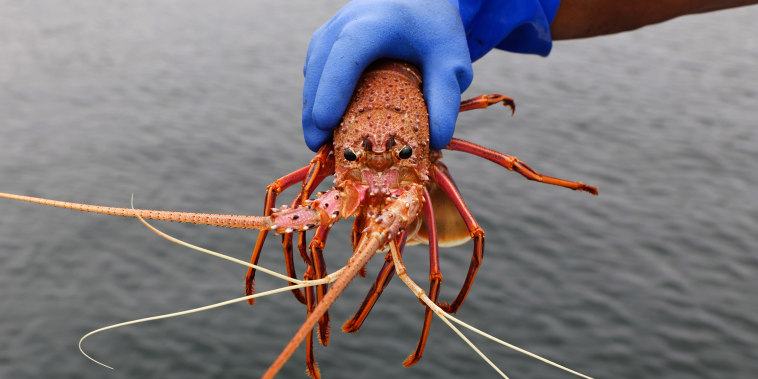 Image: Fisherman Michael Vinci holding live western rock lobsters to be purchased directly from the boat by customers lined up on the wharf at the Fishing Boat Harbour in Fremantle, Western Australia,