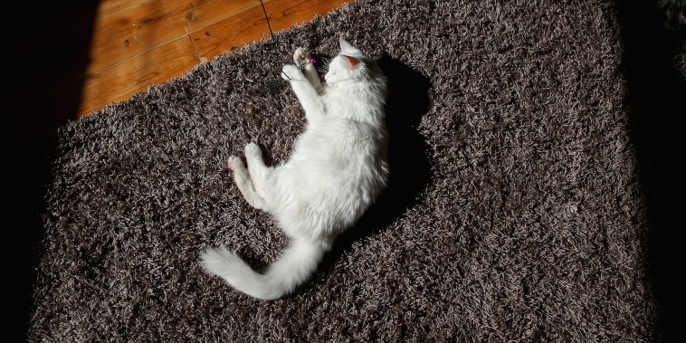 First Australian Cat Cafe Opens In Melbourne