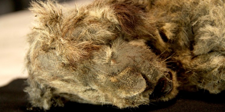 Sparta, a 28,000 year old Siberian lion is found perfectly intact.