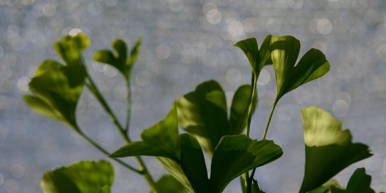 Image: Distinctive fan-shaped ginkgo leaves are seen in the Fossils Atmospheres Project at the Smithsonian Research Center in Edgewater, Md.