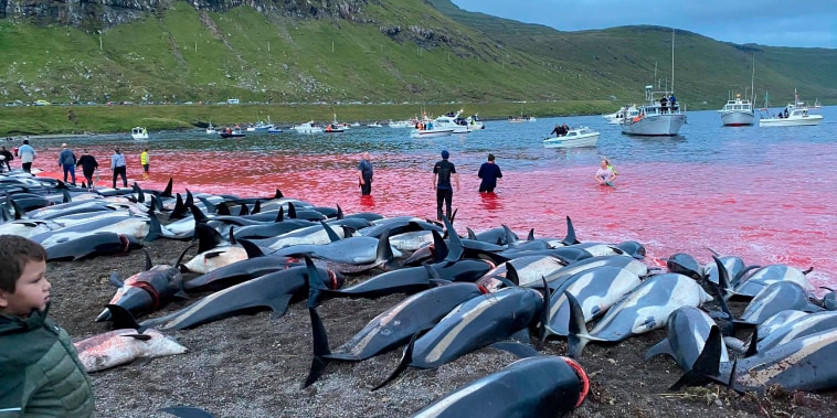 Image: white-sided dolphin hunt