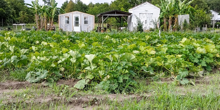 Marshview Community Organic Farm is a 5 acre farm on Saint Helena Island, S.C.