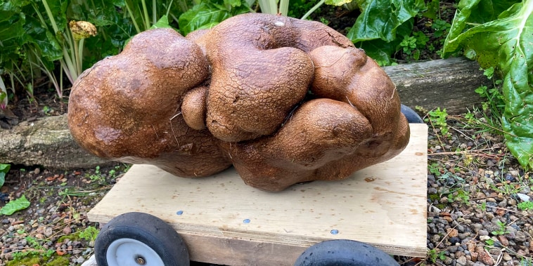 A large potato sits on a trolly in a garden at Donna and Colin Craig-Browns home near Hamilton, New Zealand, Wednesday, Nov 3, 2021. The New Zealand couple dug up a potato the size of a small dog in their backyard and have applied for recognition from Guinness World Records. They say it weighed in at 7.9 kilograms (17 pounds), well above the current record of just under 5 kg. They've named the potato Doug, because they dug it up. (Donna Craig-Brown via AP)