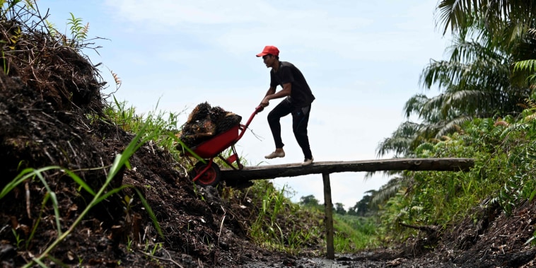 Image: Indonesia palm oil plantation