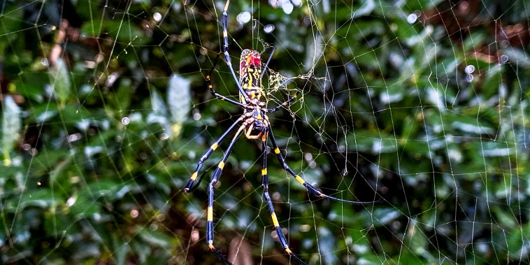The Joro spider, a large spider native to East Asia, is seen in Johns Creek, Ga., on Oct. 24, 2021.